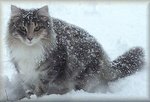 Snowing Norwegian Forest Cat 