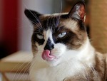 Snowshoe licked