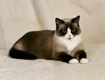 Портрет кота породы Сноу-шу