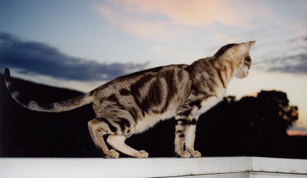 Кот Сококе на закате фото