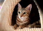 Sokoke in cat house