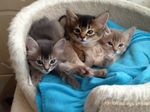 Somali kittens