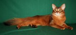 Портрет кота породы Сомали