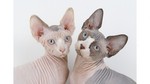 Sphynx cats