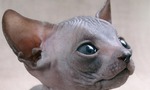 Sphynx kitten face