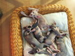 Sphynx kittens in basket