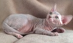 Sphynx on a couch