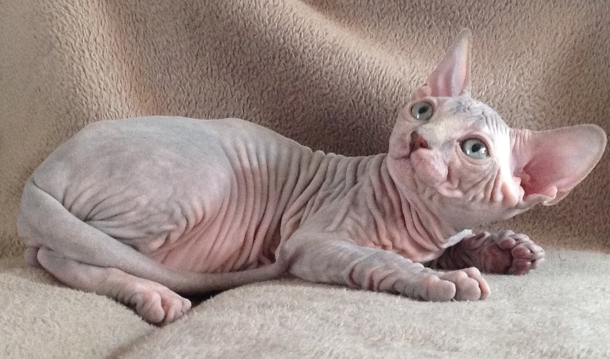 Sphynx on a couch wallpaper
