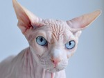 Sphynx with blue eyes