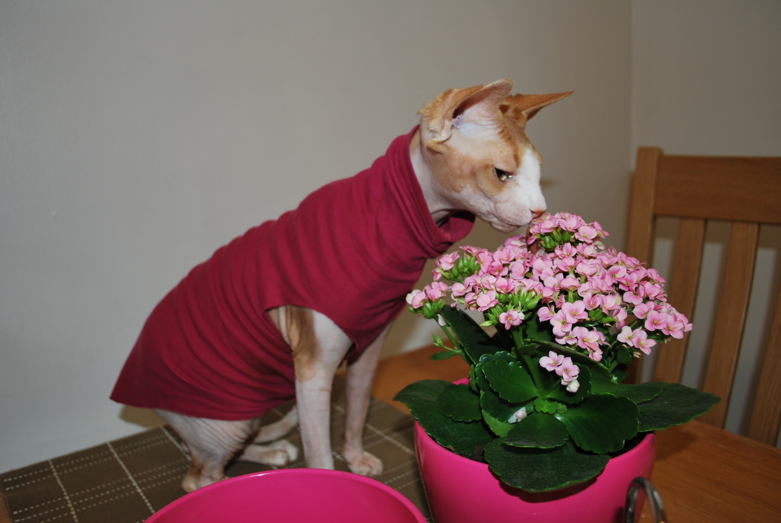 Кот Сфинкс с цветами фото