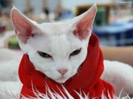 Stylish Devon Rex 