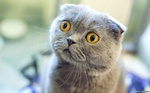 Surprised Scottish Fold