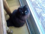 Swedish forest cat near the window