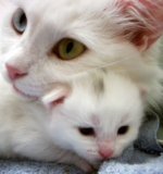 Sweet Turkish Angora family