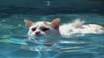 Swimming Turkish Van