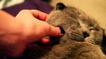 Tender Scottish Fold