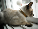 Thai cat near the window