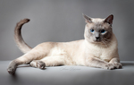Портрет Тайской кошки