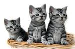 Three American Shorthair kittens