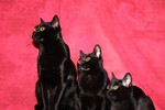 Three Bombay cats