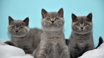 Three British Shorthair