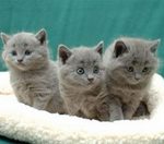 Three Chartreux kittens