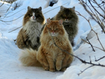 Three Norwegian Forest Cats winter