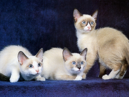 Три кота породы Сноу-шу фото