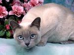 Tonkinese cat and flowers