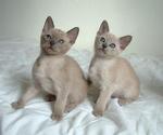 Tonkinese cats