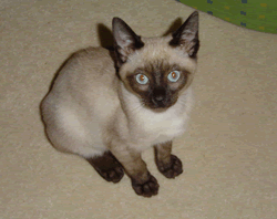 Tonkinese wallpaper