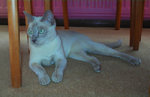 Tonkinese under the table