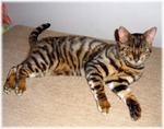 Toyger cat on the floor