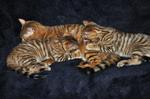 Toyger cats