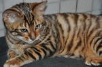 Toyger kitten