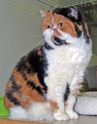 Трехцветная Экзотическая короткошерстная кошка фото