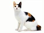 Tricolor Japanese Bobtail 