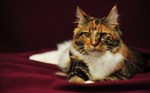 Tricolor Maine Coon 