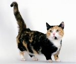 Трехцветный кот породы Манчкин