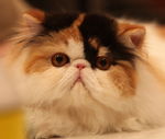 Tricolor Persian cat