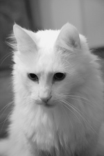 Turkish Angora black and white