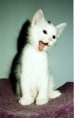 Turkish Angora kitten