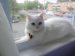 Turkish Angora on the windowsill