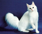 Turkish Angora portrait