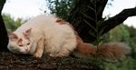 Turkish Van in nature