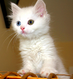 Turkish Van kitten