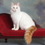 Turkish Van on the chair