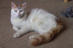 Turkish Van on the floor