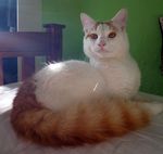 Turkish Van on the table