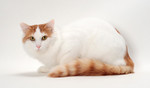 Turkish Van portrait